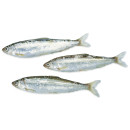 Muikku keskikokoinen n5kg 02362237400007