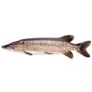 Hauki kokonainen n1-5kg/kpl 02366124100001