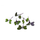 Punakaalin verso 50g/rasia 06430053061279