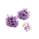 Mini Verbena, 5g/rasia 06430053060807
