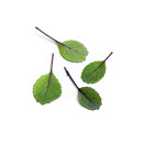 Punakaalin lehti 40kpl/rasia 06430053060593