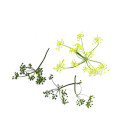Fenkolin kukka 5g/rasia 06430053060760