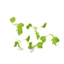 Tatsoi verso 70g/rasia 06415350011837