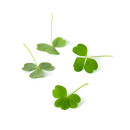 Mini Oxalis 10g/rasia 06430053061750