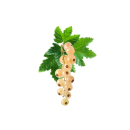 Valkoherukka 2x2,5 kg pakaste 06418675198443