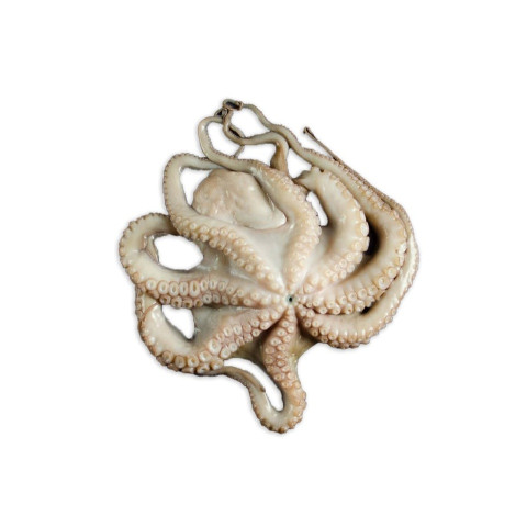 Mustekala Octopus 3kg 02310880000006