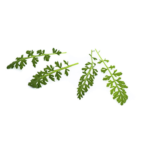 Siankärsämön lehti, 15g/rasia 06430053060616