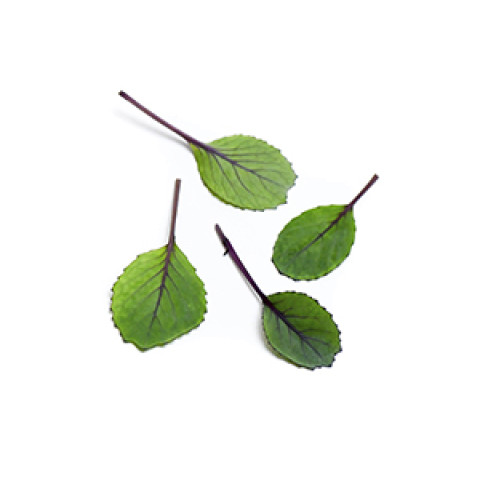 Punakaalin lehti 40kpl/rasia 06430053060593