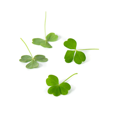 Mini Oxalis 10g/rasia 06430053061750