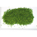 Gräslök hackad 5x1kg fryst 05425007725506
