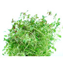 Timjan 100g/bunt 06406600040431