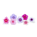 Phloxblomma 35st/ask 06430053060197