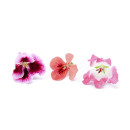 Pelargonia blomma 15st/ask 06430053060470