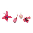Fuchsia blomma 15st/ask 06430053061675