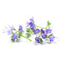 Honungs blomma 5g/burk 06430053060968