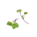 Rädisa skott 40g/ask 06430053061767