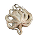 Bläckfisk Octopus 3kg 02310880000006