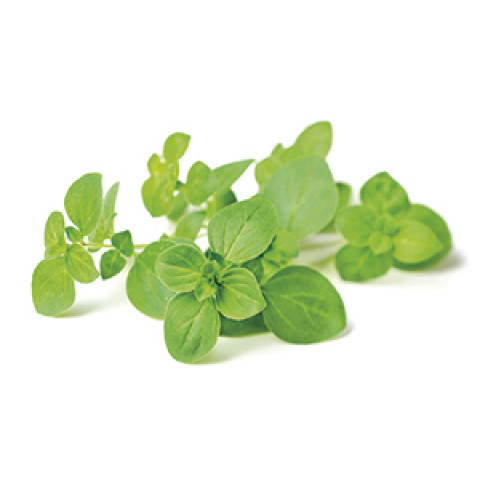 Oregano färsk ca50g 06406600040288