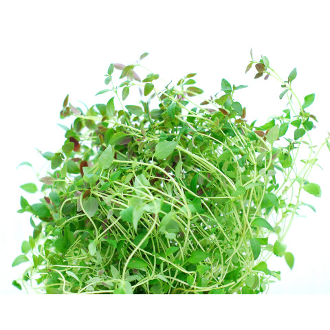 Timjan 100g/bunt 06406600040431