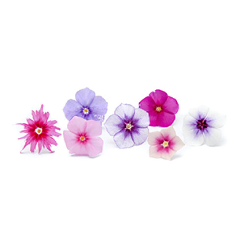 Phloxblomma 35st/ask 06430053060197