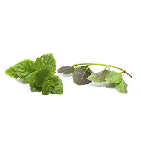 Indisk mynta 10g/ask 06430053060425